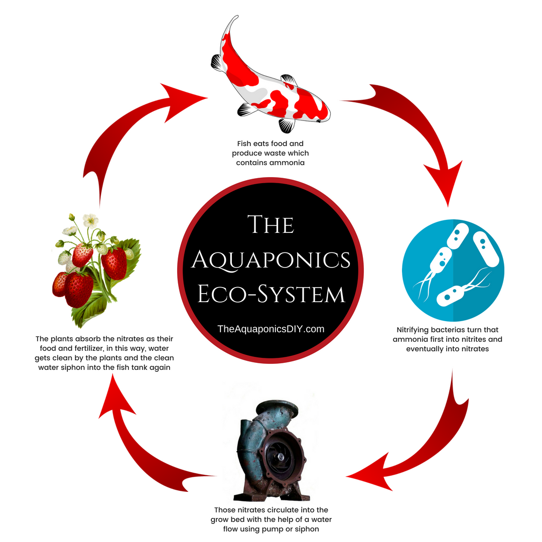 How Does Aquaponics Work?