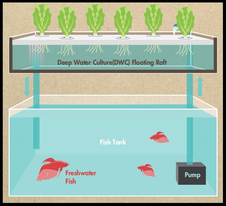 RAFT or Deep Water Culture Aquaponics