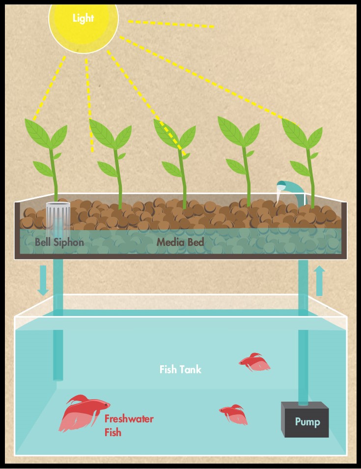 Media Bed Aquaponics